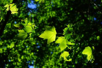 Green leaves with the sun behind them