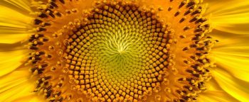 The centre of a sunflower