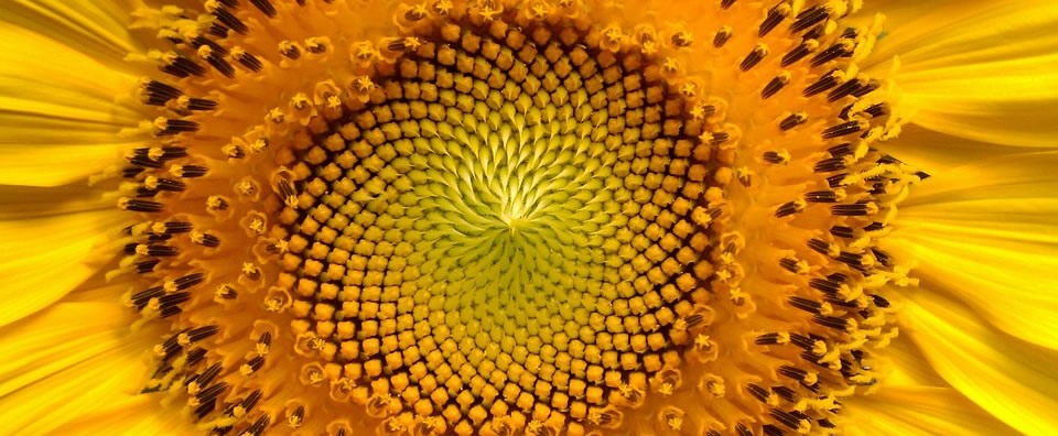 The centre of a sunflower