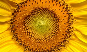 A yellow sunflower centre
