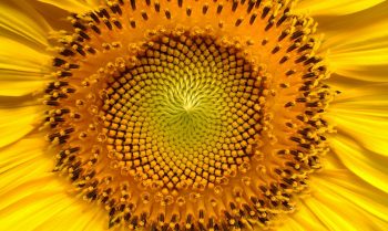 A yellow sunflower centre