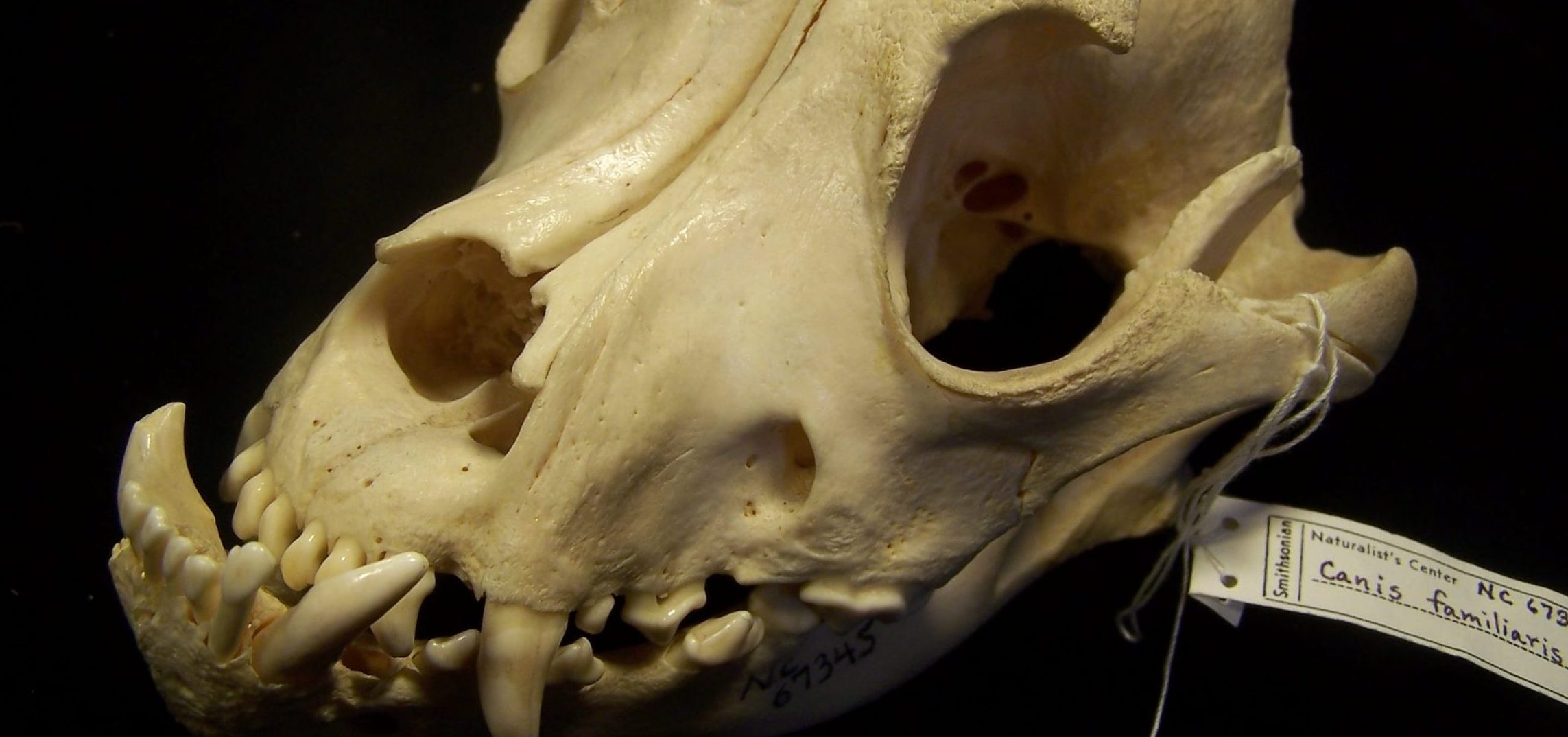 A bulldog skull