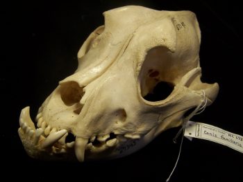 Bulldog skull