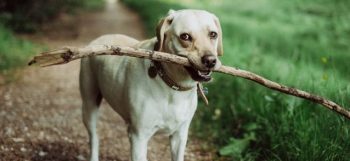 A dog with a large stick in its mouth