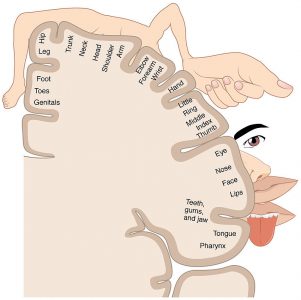 The sensory homunculus, a map along the cerebral cortex of where each part of the body is processed