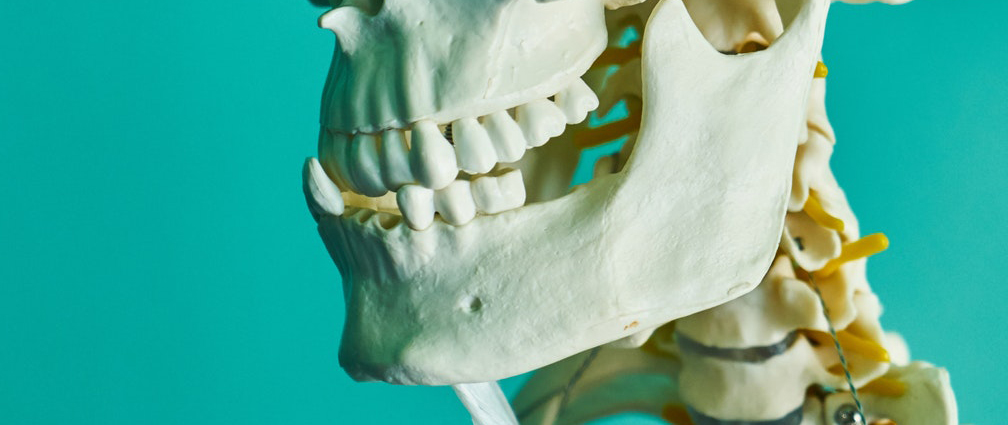 A skeleton mouth with teeth