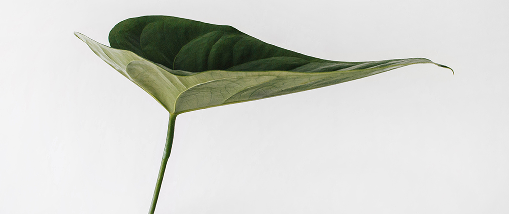A close up of a vine leaf